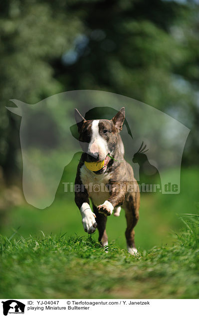 playing Miniature Bullterrier / YJ-04047