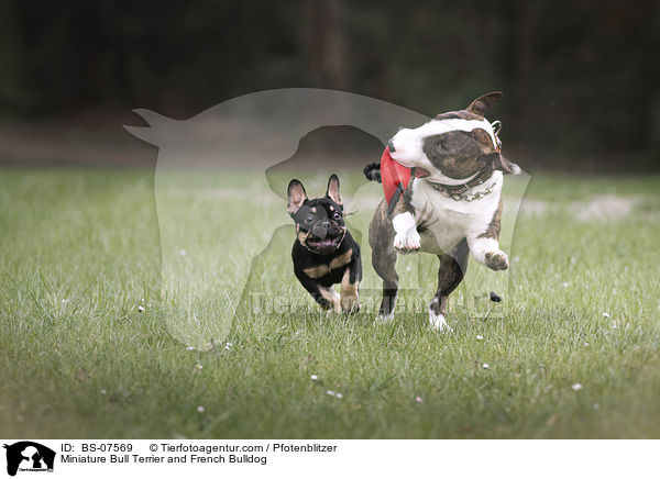 Miniature Bull Terrier and French Bulldog / BS-07569