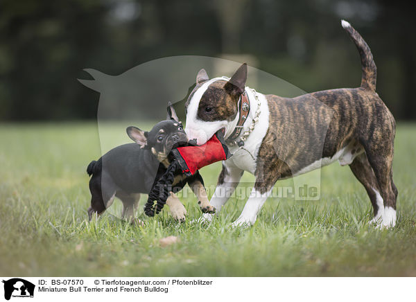 Miniature Bull Terrier and French Bulldog / BS-07570