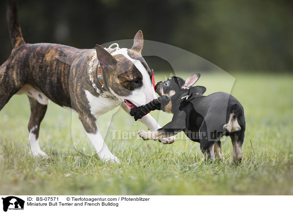 Miniature Bull Terrier and French Bulldog / BS-07571