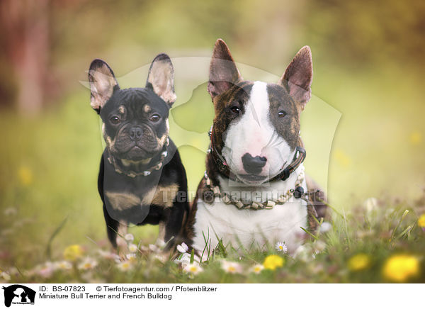 Miniature Bull Terrier and French Bulldog / BS-07823