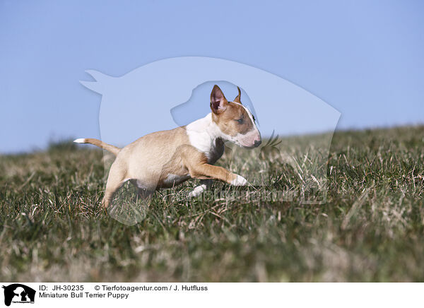 Miniature Bull Terrier Puppy / JH-30235