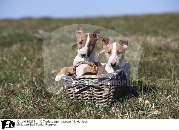 Miniature Bull Terrier Puppies / JH-30277