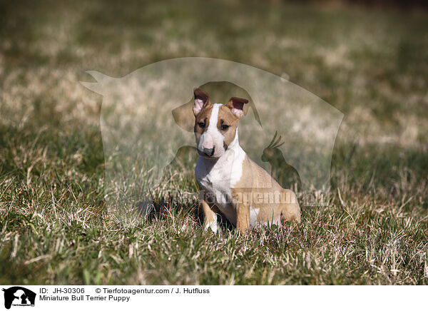 Miniature Bull Terrier Puppy / JH-30306