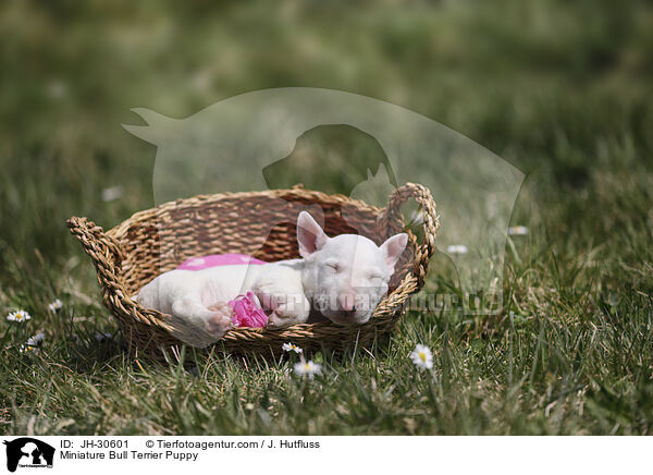 Miniature Bull Terrier Puppy / JH-30601