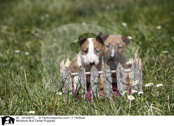 Miniature Bull Terrier Puppies / JH-30610