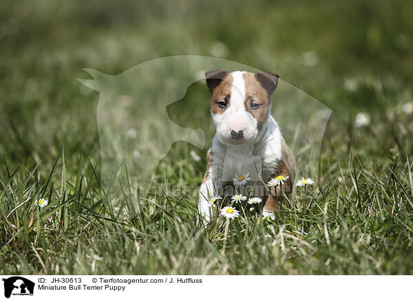 Miniature Bull Terrier Puppy / JH-30613