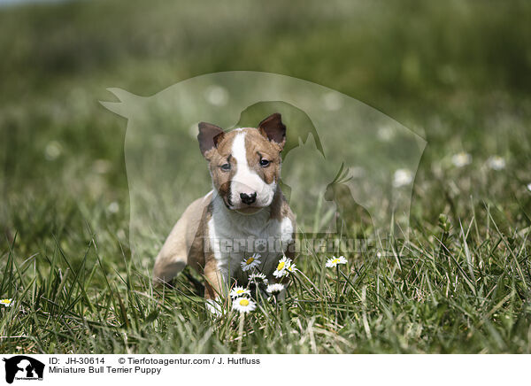 Miniature Bull Terrier Puppy / JH-30614