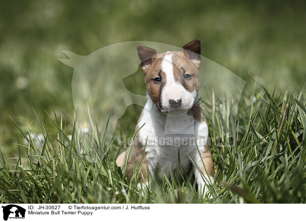 Miniature Bull Terrier Puppy / JH-30627