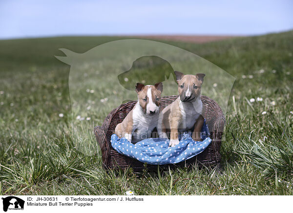 Miniature Bull Terrier Puppies / JH-30631