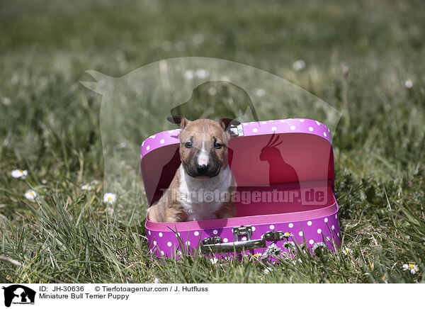 Miniature Bull Terrier Puppy / JH-30636