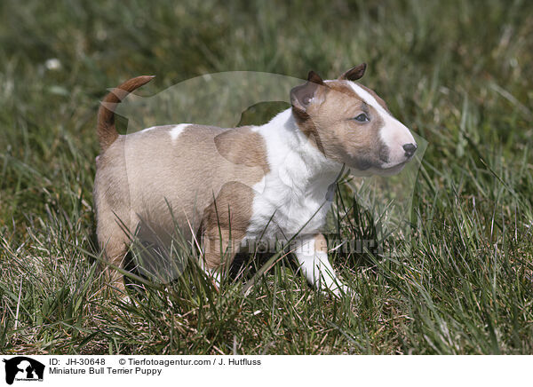 Miniature Bull Terrier Puppy / JH-30648