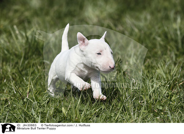 Miniature Bull Terrier Puppy / JH-30663
