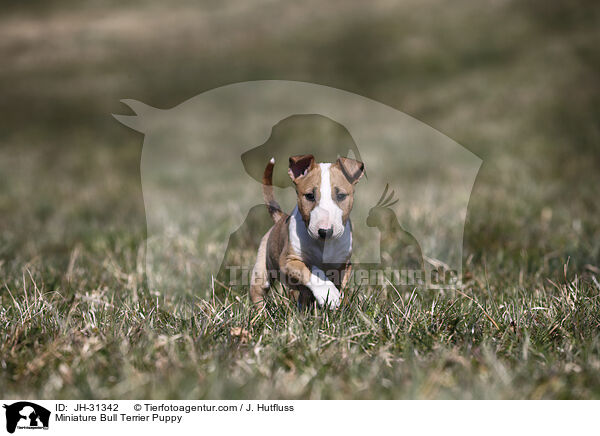 Miniature Bull Terrier Puppy / JH-31342