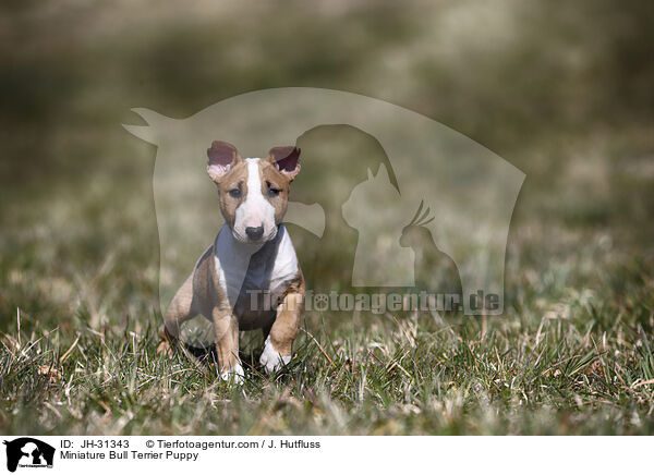 Miniature Bull Terrier Puppy / JH-31343