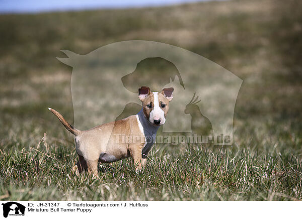 Miniature Bull Terrier Puppy / JH-31347