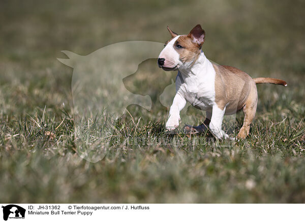 Miniature Bull Terrier Puppy / JH-31362