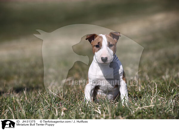 Miniature Bull Terrier Puppy / JH-31375