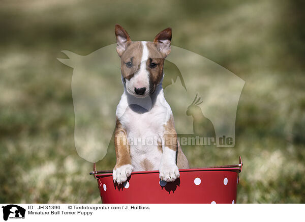 Miniature Bull Terrier Puppy / JH-31390