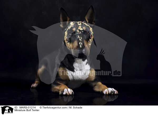 Miniature Bull Terrier / MARS-01214