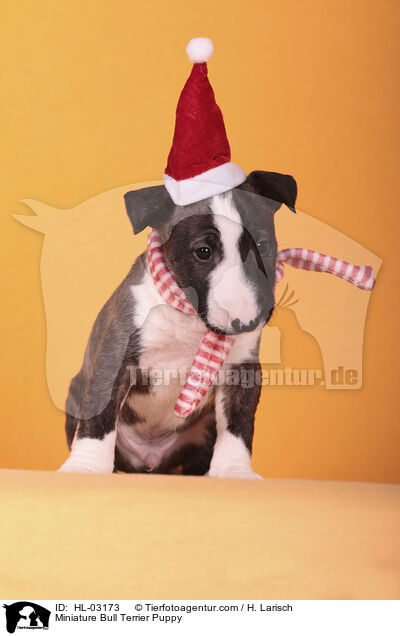 Miniature Bull Terrier Puppy / HL-03173