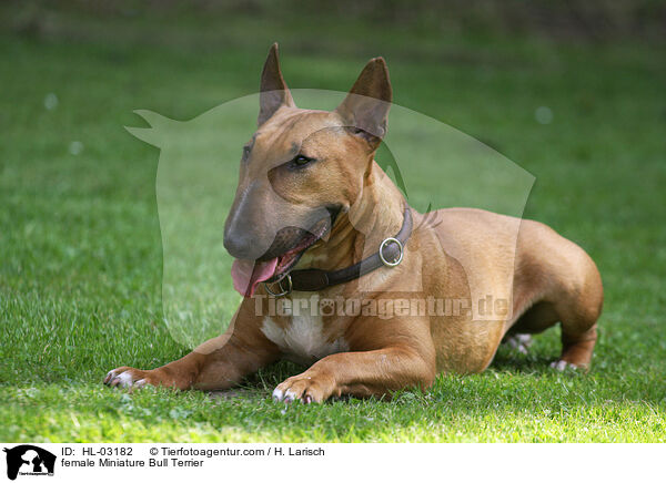 female Miniature Bull Terrier / HL-03182