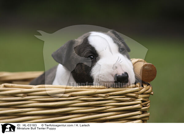 Miniature Bull Terrier Puppy / HL-03183