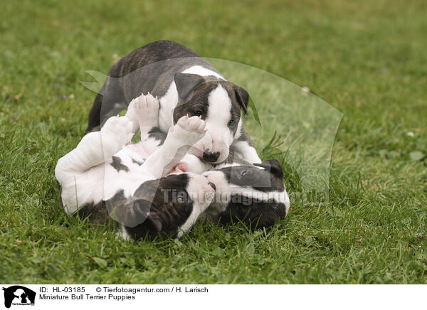 Miniature Bull Terrier Puppies / HL-03185