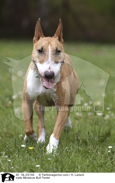 male Miniature Bull Terrier / HL-03194