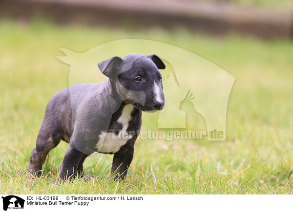 Miniature Bull Terrier Puppy / HL-03199