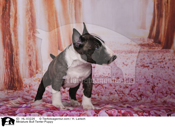Miniature Bull Terrier Puppy / HL-03226