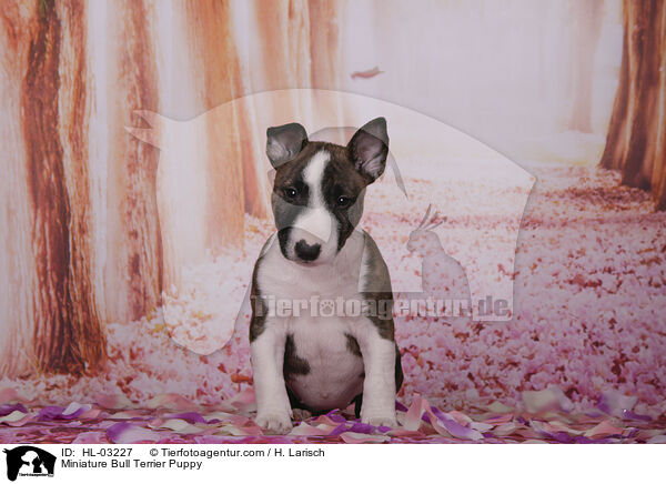 Miniature Bull Terrier Puppy / HL-03227