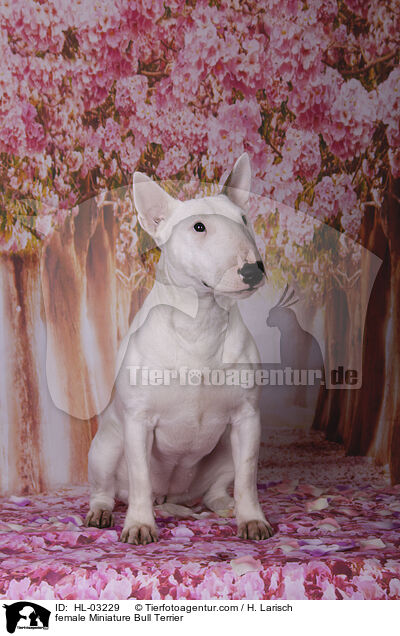 female Miniature Bull Terrier / HL-03229