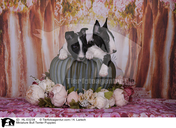 Miniature Bull Terrier Puppies / HL-03238