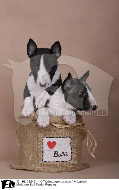 Miniature Bull Terrier Puppies / HL-03243