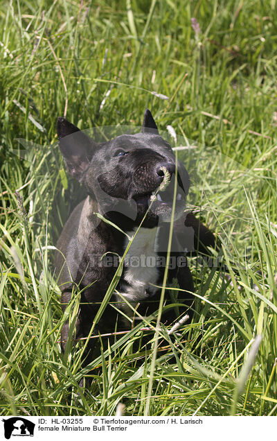 female Miniature Bull Terrier / HL-03255