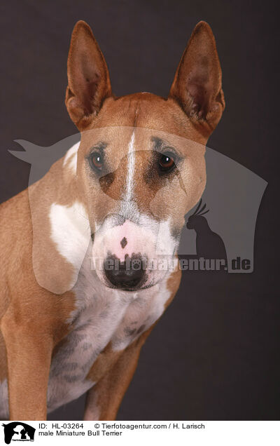male Miniature Bull Terrier / HL-03264