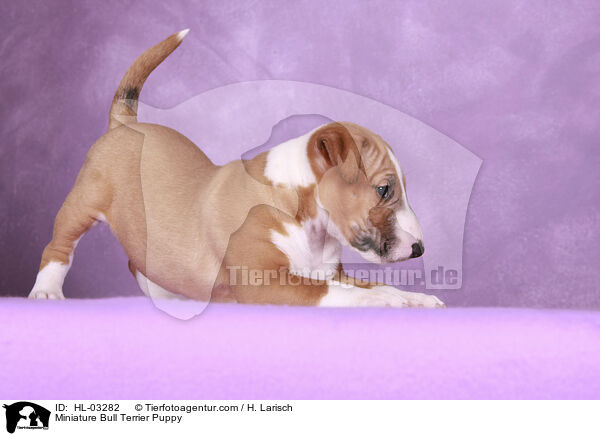 Miniature Bull Terrier Puppy / HL-03282