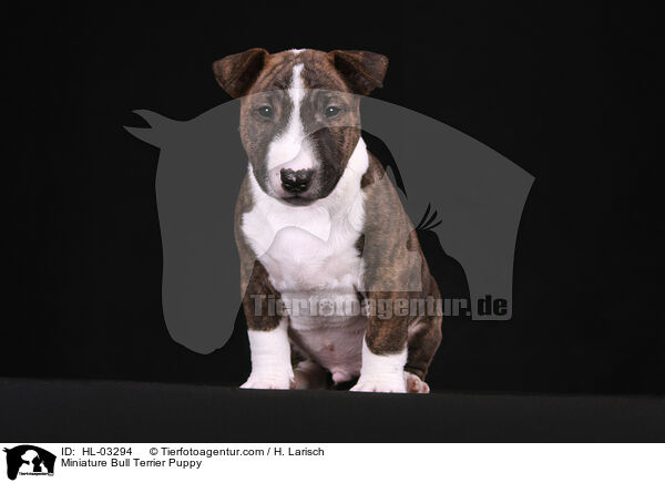 Miniature Bull Terrier Puppy / HL-03294