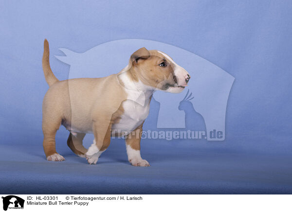 Miniature Bull Terrier Puppy / HL-03301