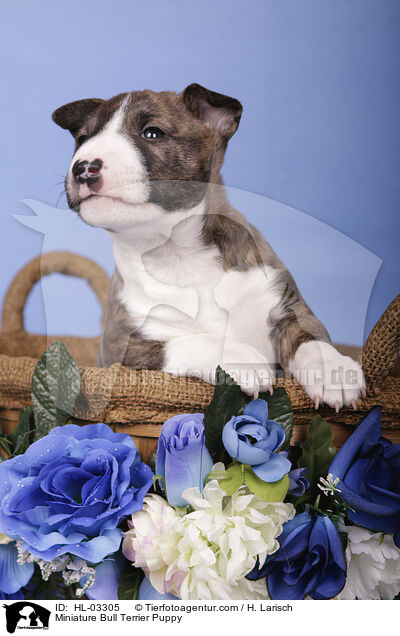 Miniature Bull Terrier Puppy / HL-03305