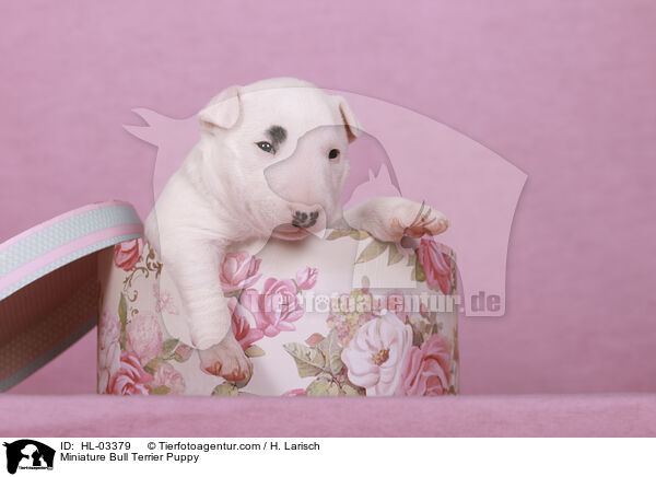Miniature Bull Terrier Puppy / HL-03379
