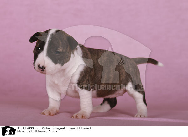 Miniature Bull Terrier Puppy / HL-03385