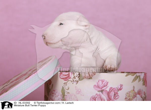 Miniature Bull Terrier Puppy / HL-03392
