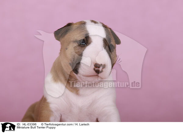 Miniature Bull Terrier Puppy / HL-03396
