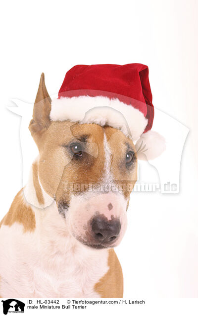 male Miniature Bull Terrier / HL-03442