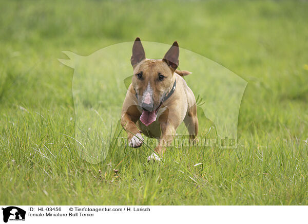 female Miniature Bull Terrier / HL-03456
