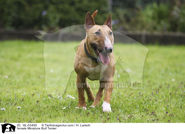 female Miniature Bull Terrier / HL-03465