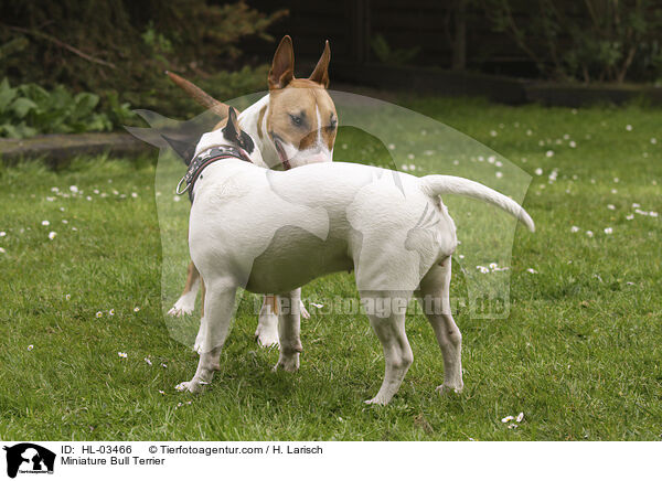 Miniature Bull Terrier / HL-03466
