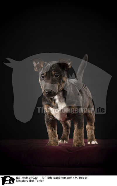 Miniature Bull Terrier / MAH-04020